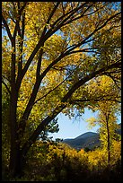 Hills framed by trees in autumn foliage. Pinnacles National Park ( color)