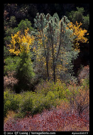 Fall foliage along Bear Gulch. Pinnacles National Park, California, USA.