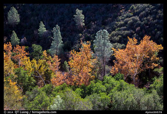 Evergreens and deciduous trees in fall foliage along Bear Gulch. Pinnacles National Park, California, USA.