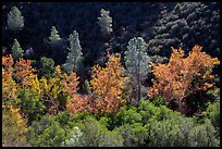 Evergreens and deciduous trees in fall foliage along Bear Gulch. Pinnacles National Park ( color)