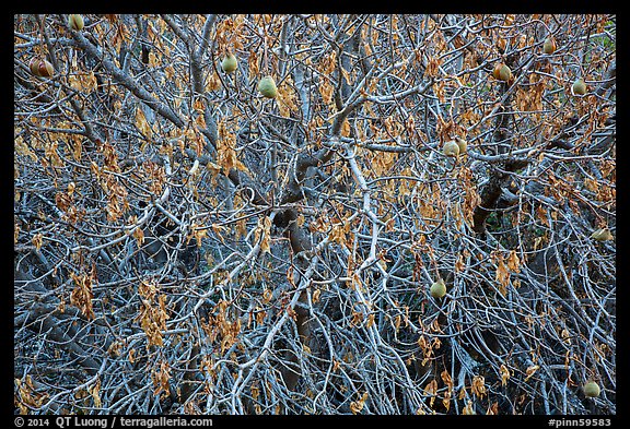 Close-up of Buckeye tree in autumn. Pinnacles National Park, California, USA.