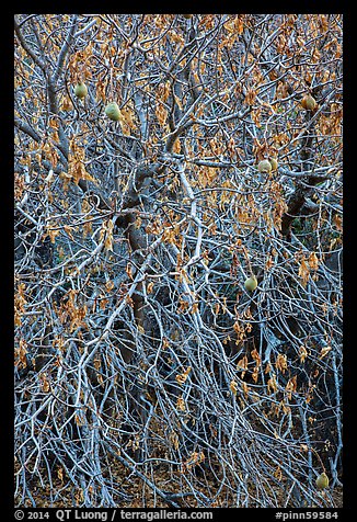 Close-up of Buckeye bare branches in autumn. Pinnacles National Park (color)