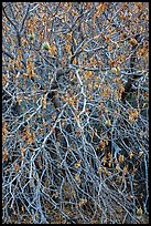 Close-up of Buckeye bare branches in autumn. Pinnacles National Park ( color)