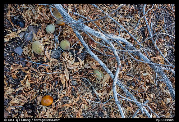 Ground view with Buckeye branches and fallen nuts. Pinnacles National Park, California, USA.