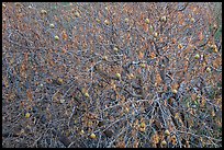 Buckeye branches and nuts in autumn. Pinnacles National Park ( color)