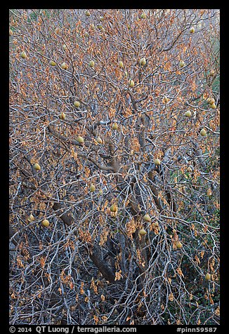 Buckeye branches and fruits in autumn. Pinnacles National Park, California, USA.