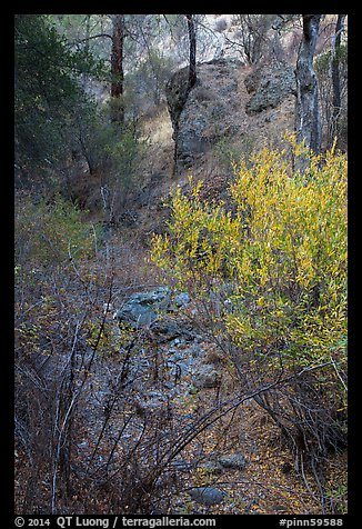 Shrubs and rocks along Dry Chalone Creek bed in autumn. Pinnacles National Park (color)