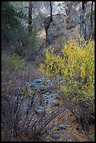 Shrubs and rocks along Dry Chalone Creek bed in autumn. Pinnacles National Park ( color)