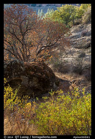 Rock and autumn foliage color along Chalone Creek. Pinnacles National Park, California, USA.