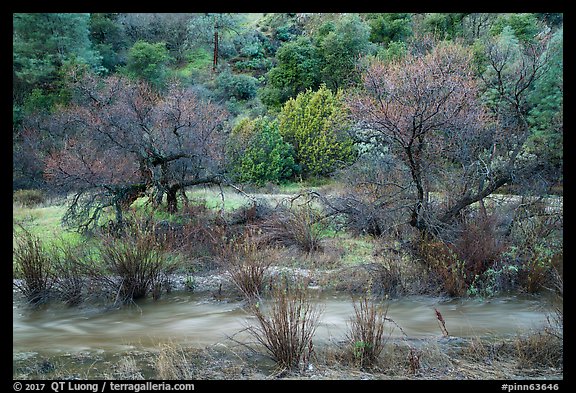 Chalone Creek with winter flow. Pinnacles National Park (color)