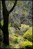 Forest in late winter and Bear Creek. Pinnacles National Park ( color)