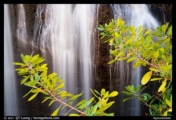 Leaves and Bear Gulch Reservoir waterfall. Pinnacles National Park (color)