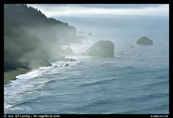 Morning mist on coast. Redwood National Park (color)