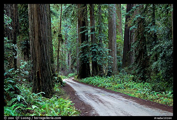 Gravel road, Howland Hill, Jedediah Smith Redwoods State Park. Redwood National Park (color)