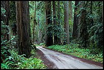 Gravel road, Howland Hill, Jedediah Smith Redwoods. Redwood National Park, California, USA. (color)