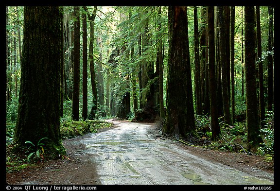 Back rood amongst redwood trees, Howland Hill, Jedediah Smith Redwoods State Park. Redwood National Park (color)