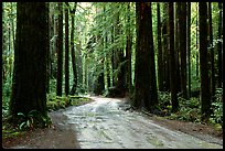 Back rood amongst redwood trees, Howland Hill, Jedediah Smith Redwoods State Park. Redwood National Park ( color)