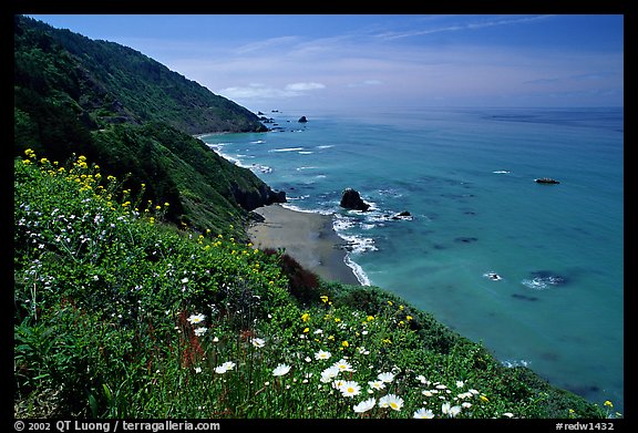 Wildflowers and Enderts Beach. Redwood National Park (color)
