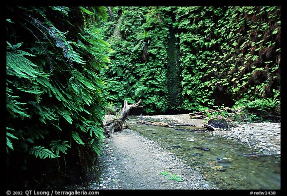 Fern Canyon with Fern-covered walls, Prairie Creek Redwoods State Park. Redwood National Park (color)