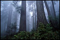 Looking up tall coast redwoods (Sequoia sempervirens) in fog. Redwood National Park, California, USA. (color)