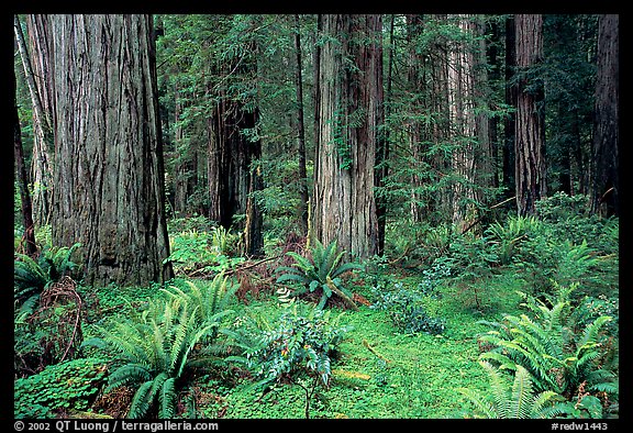 Ferns, redwoods, Del Norte Redwoods State Park. Redwood National Park, California, USA.