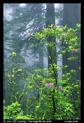 Rododendrons, coast redwoods, and fog, Del Norte Redwoods State Park. Redwood National Park, California, USA.