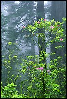 Rododendrons, coast redwoods, and fog, Del Norte. Redwood National Park, California, USA. (color)