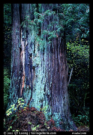 Redwood trunk (scientific name: sequoia sempervirens). Redwood National Park (color)