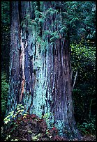 Redwood trunk (scientific name: sequoia sempervirens). Redwood National Park, California, USA. (color)