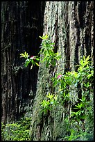 Redwood trunk and rododendron. Redwood National Park, California, USA.