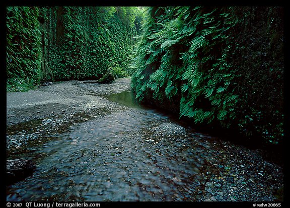 Narrow Fern Canyon with stream and walls covered with ferms,. Redwood National Park, California, USA.