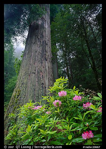 Rhododendron flowers at base of large redwood tree, Del Norte Redwoods State Park. Redwood National Park, California, USA.