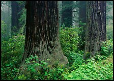 Redwood (scientific name: sequoia sempervirens) trunks in fog, Del Norte Redwoods State Park. Redwood National Park, California, USA.