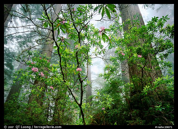 Looking up forest with fog and rododendrons, Del Norte Redwoods State Park. Redwood National Park, California, USA.