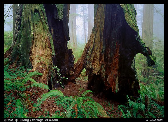 Hollowed redwood in fog, Del Norte Redwoods State Park. Redwood National Park, California, USA.