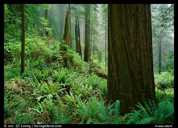 Ferns and trunks, foggy forest, Del Norte. Redwood National Park (color)