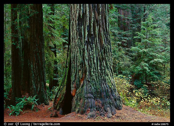 Base of gigantic redwood trees (Sequoia sempervirens), Prairie Creek Redwoods State Park. Redwood National Park, California, USA.