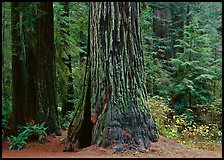Base of gigantic redwood trees (Sequoia sempervirens), Prairie Creek Redwoods State Park. Redwood National Park, California, USA.