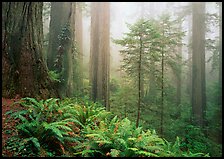 Ferns, coast redwoods, and fog, Del Norte. Redwood National Park, California, USA. (color)