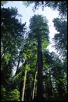 Towering redwoods, Lady Bird Johnson grove. Redwood National Park, California, USA. (color)