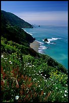 Wildflowers and Enderts Beach. Redwood National Park, California, USA.