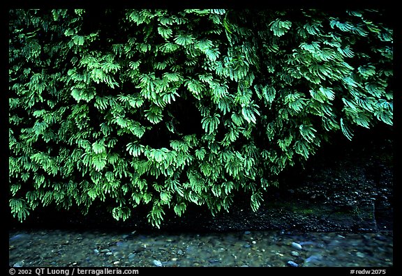 Fern-covered wall, Fern Canyon, Prairie Creek Redwoods State Park. Redwood National Park, California, USA.
