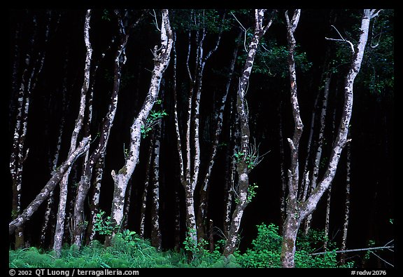 Light Trees near Fern Canyon, Prairie Creek Redwoods State Park. Redwood National Park, California, USA.