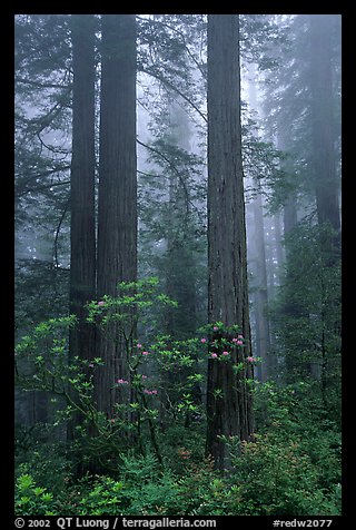 Redwood and rododendron trees in fog, Del Norte. Redwood National Park, California, USA.