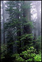 Large redwood trees in fog, with rododendrons at  base, Del Norte. Redwood National Park, California, USA. (color)