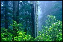 Rododendrons and redwood grove in fog, Del Norte Redwoods State Park. Redwood National Park, California, USA.