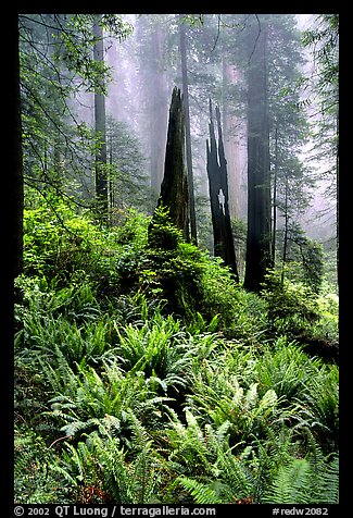 Ferns, burned redwood trees, and fog, Del Norte Redwoods State Park. Redwood National Park, California, USA.