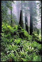 Ferns, burned redwood trees, and fog, Del Norte Redwoods State Park. Redwood National Park, California, USA.