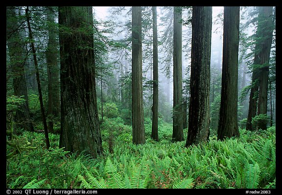 Ferns, redwood forest, and fog, Del Norte Redwoods State Park. Redwood National Park, California, USA.