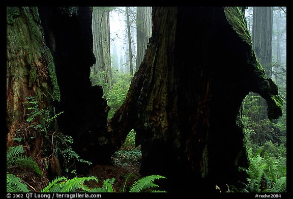 Hollowed redwood, Del Norte. Redwood National Park